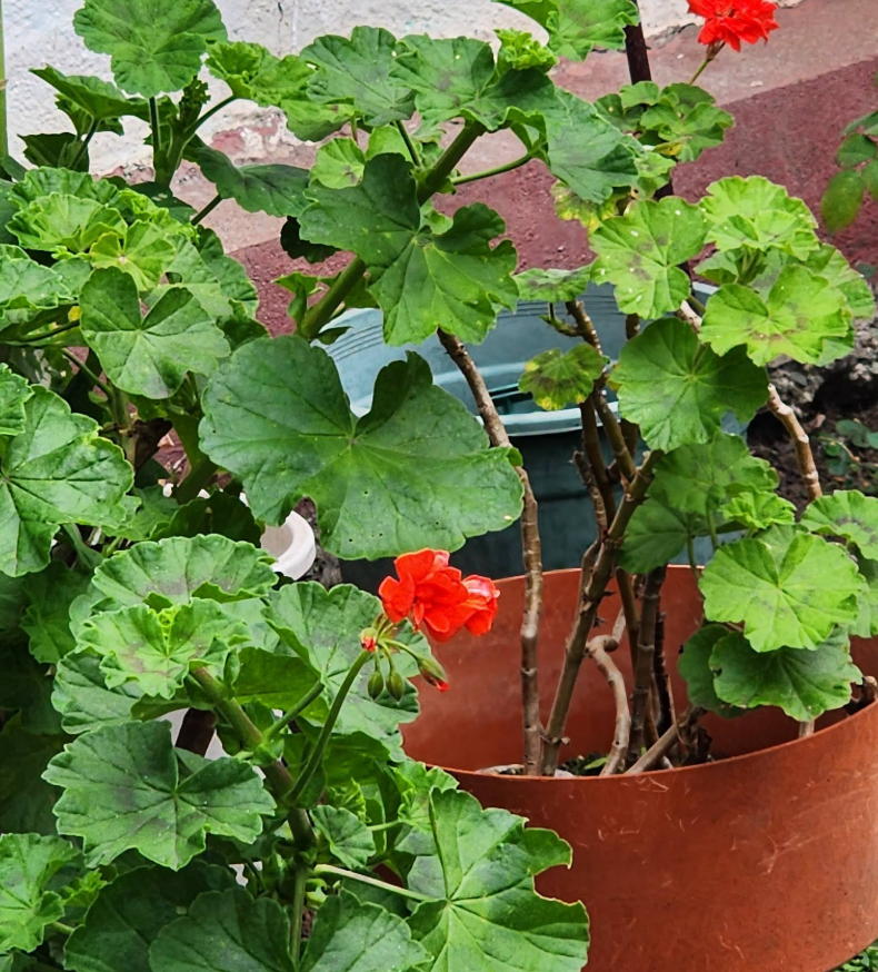 Red Geraniums