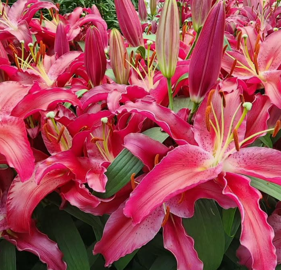 Red Lilies
