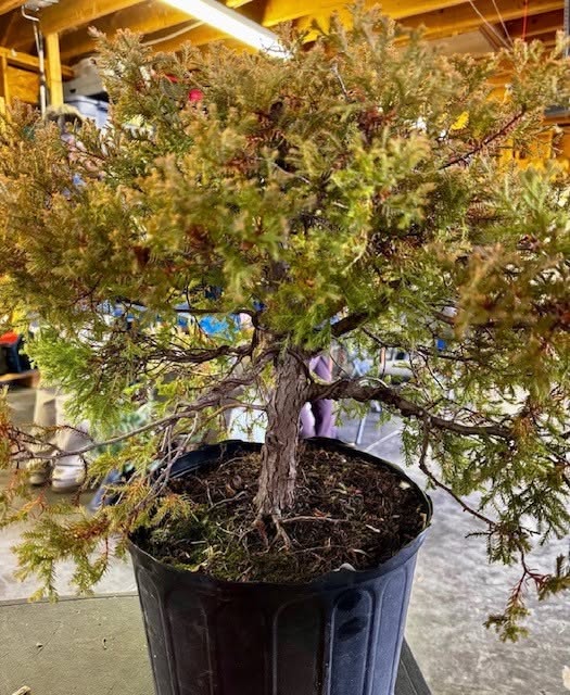Rheingold Arborvitae