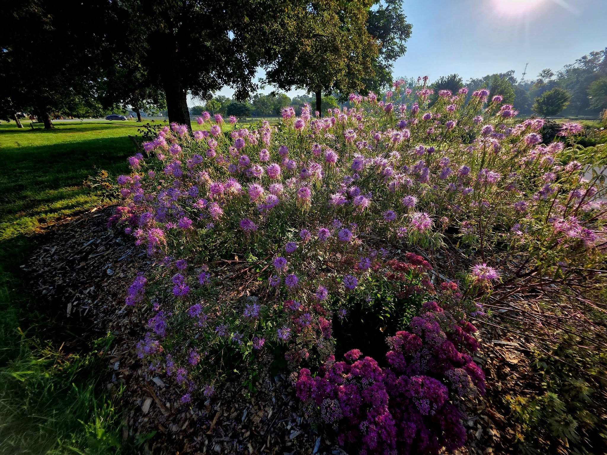 Rocky Mountain bee plant