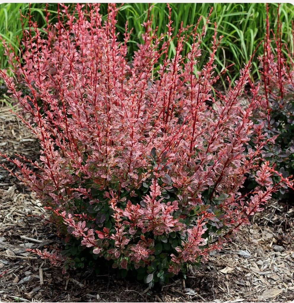 Rose Glow Barberry
