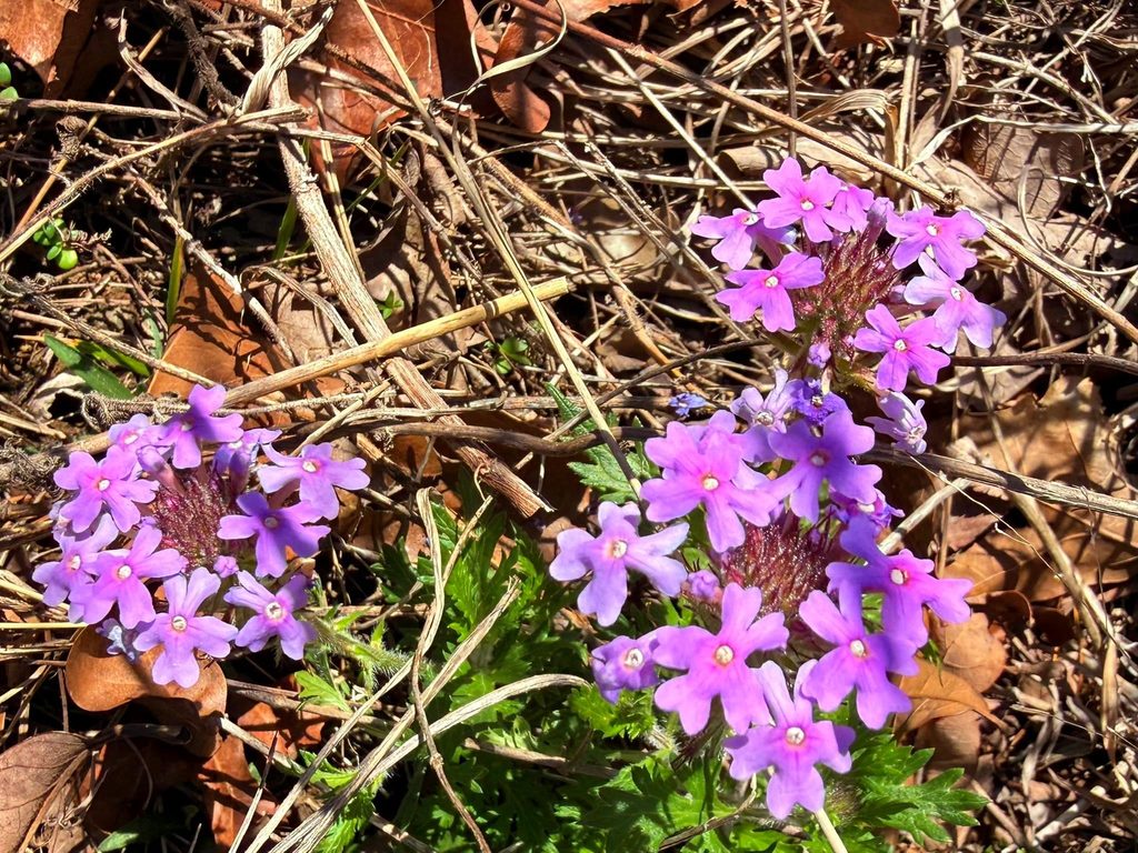 Rose verbena