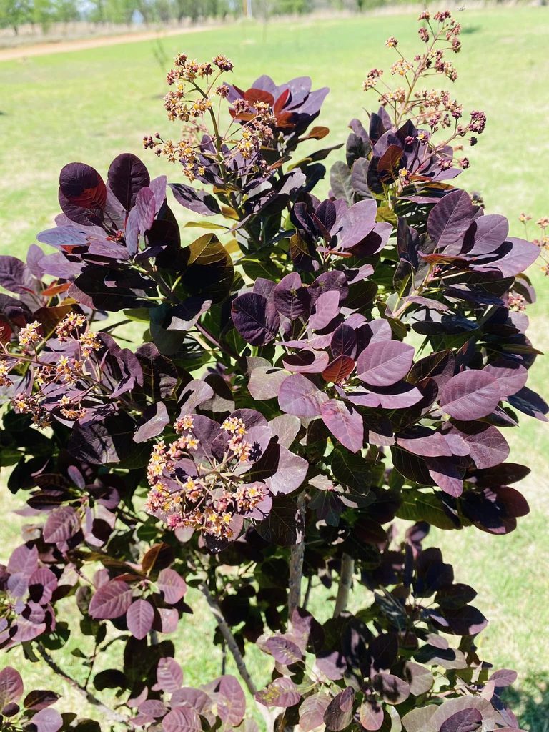 Royal Purple Smoke Tree