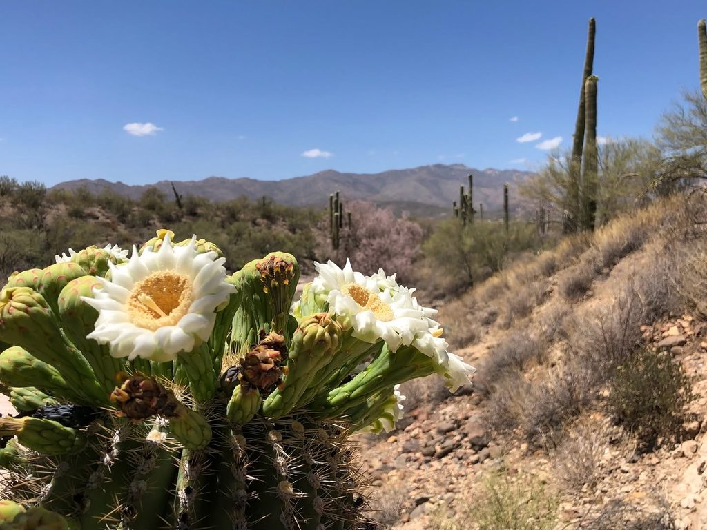 Saguaro Cactus Blooms