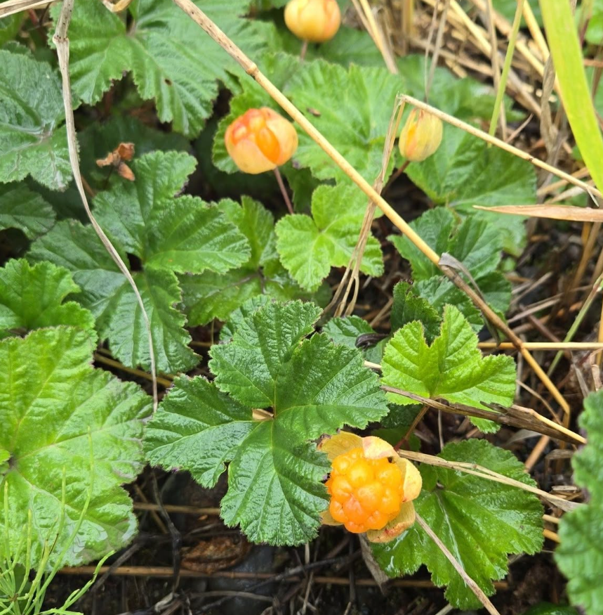 Salmonberry