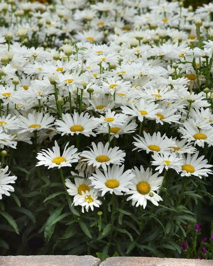 Shasta daisy