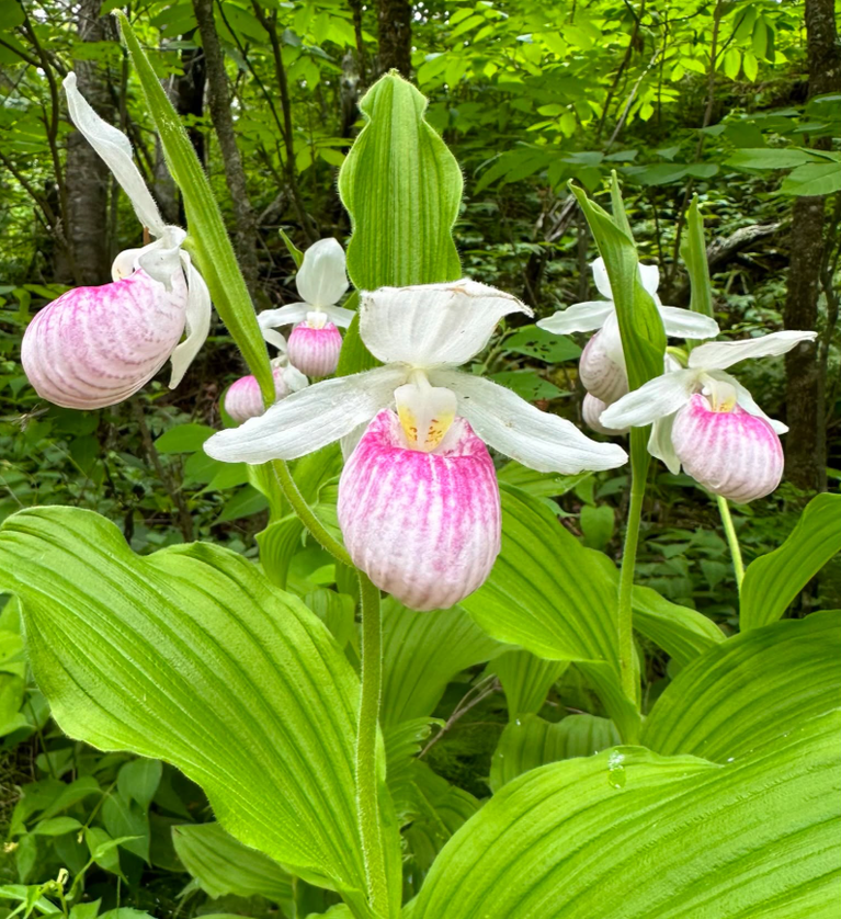 Showy lady's slipper