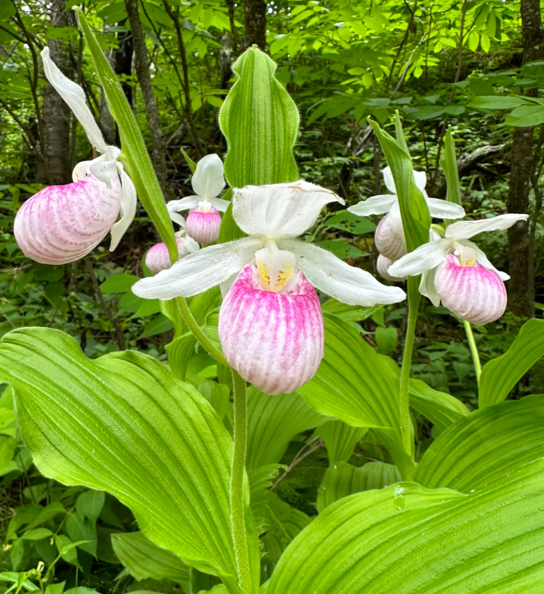 Showy lady's slipper