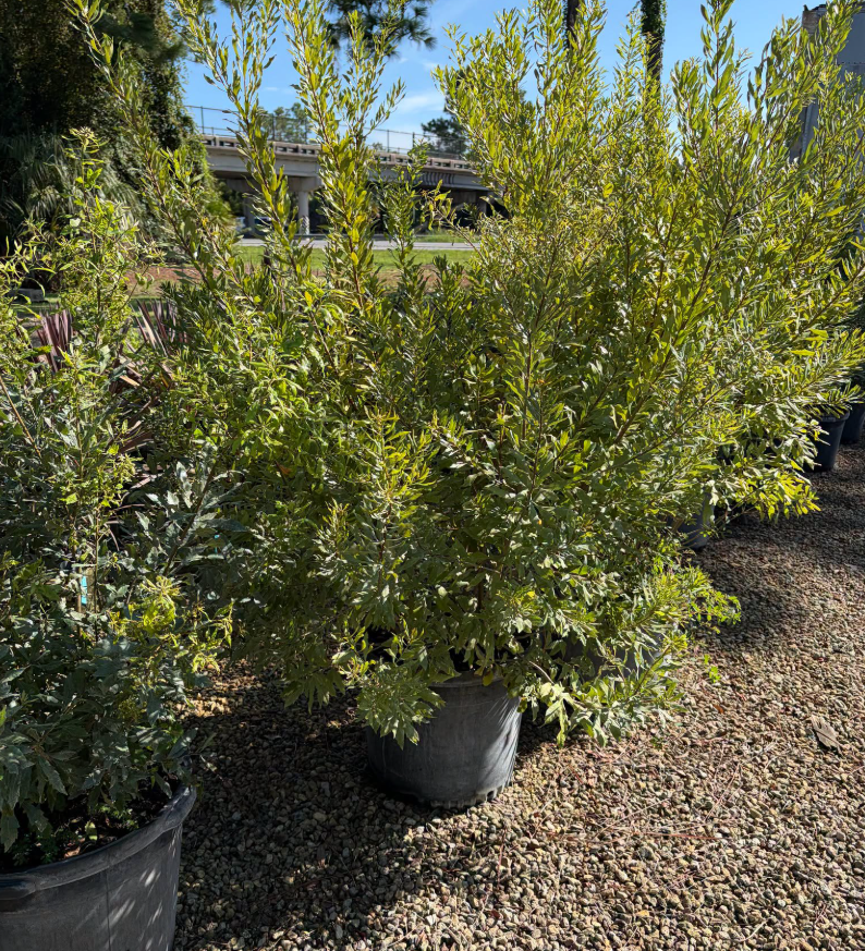 Southern Wax Myrtle