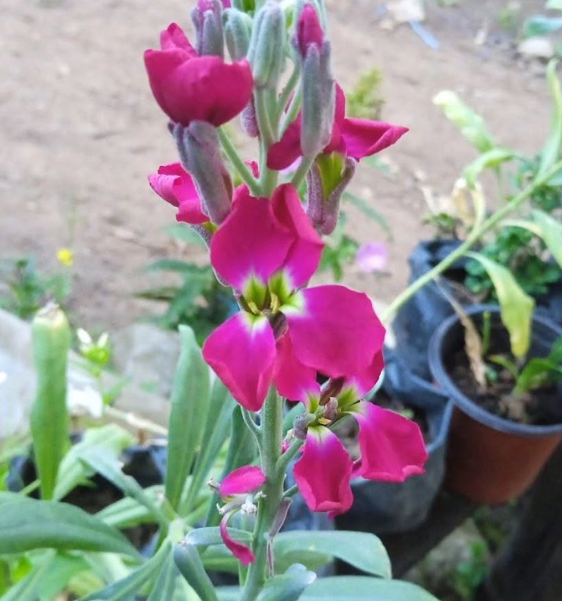 Stock flower