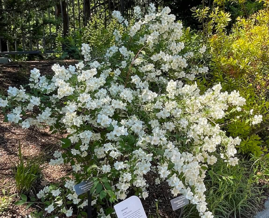 Syringa