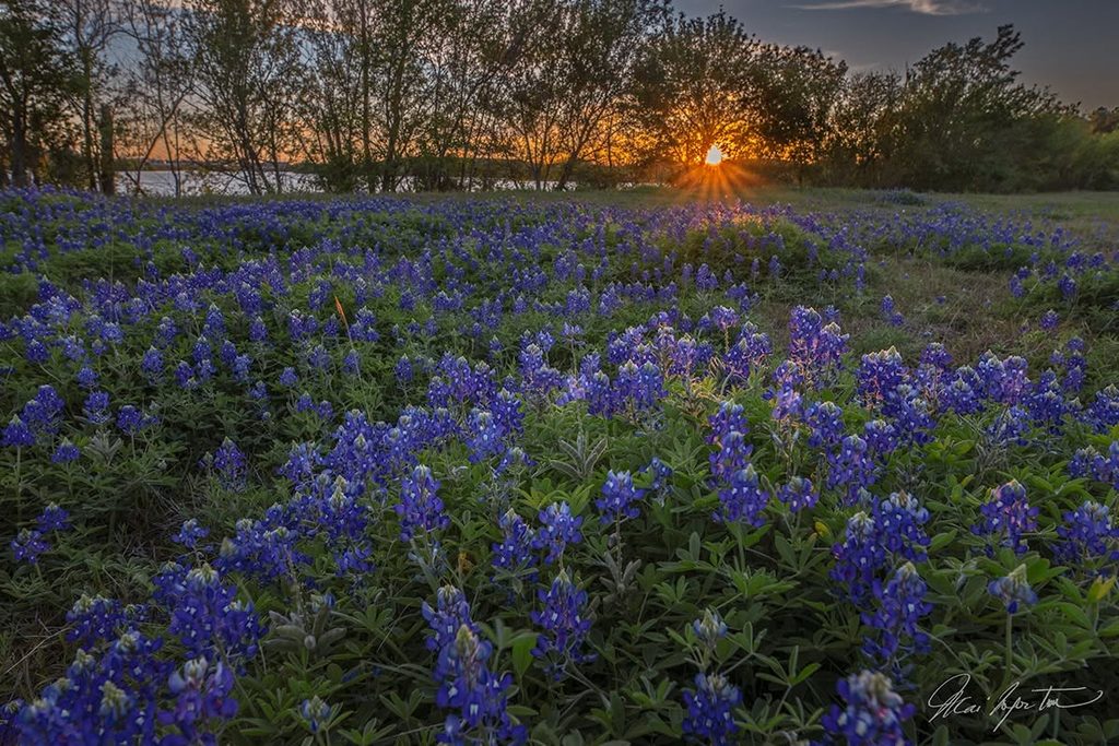 Texas Bluebonnet