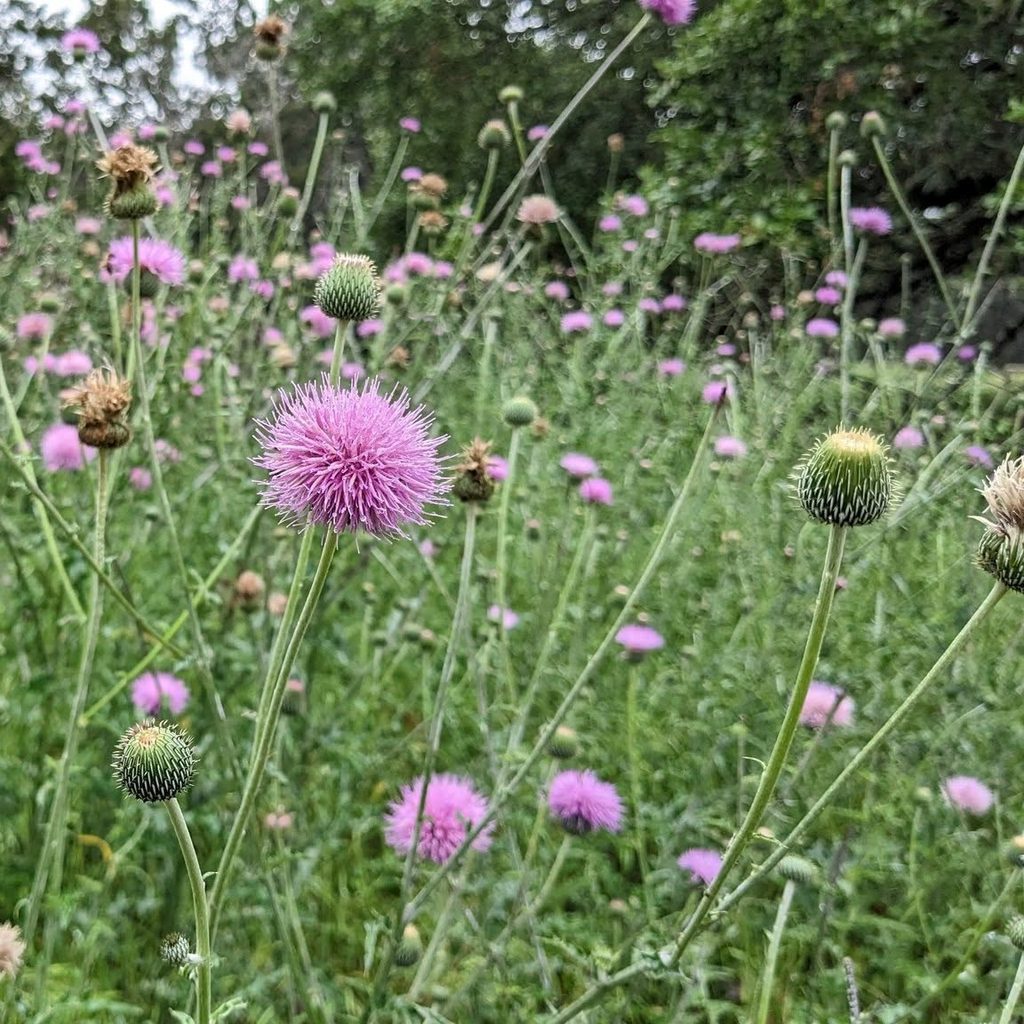 Texas Thistle