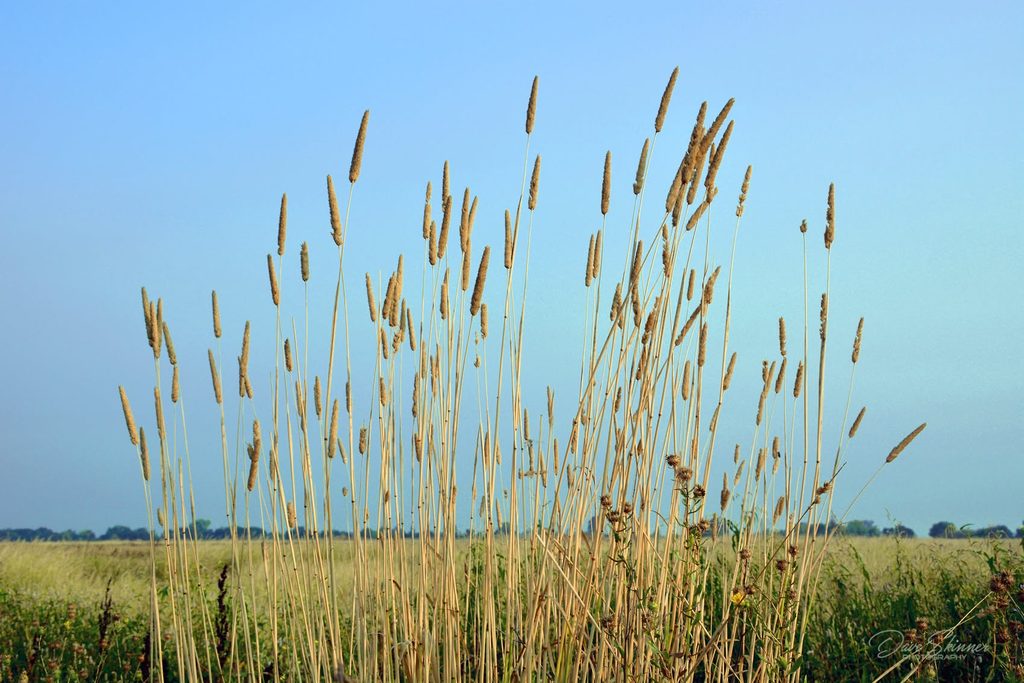 Timothy Grass