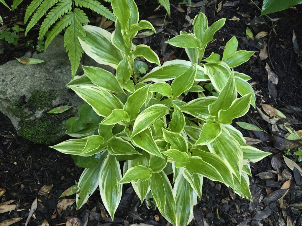 Toad lily 