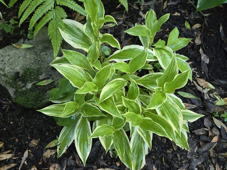 Toad Lily