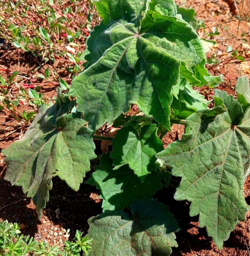 Velvetleaf