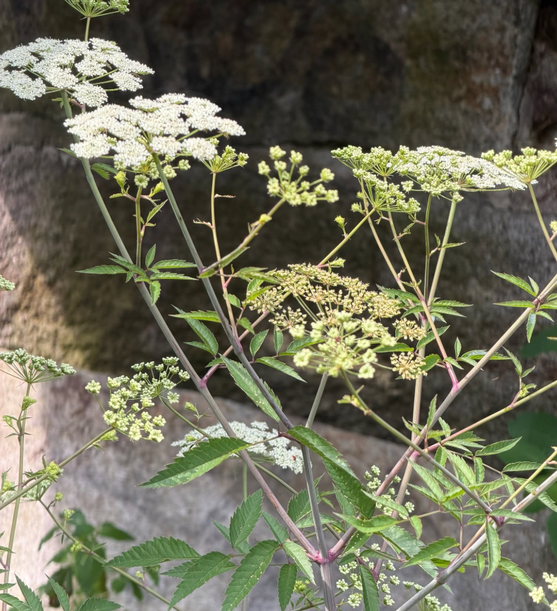 Water Hemlock