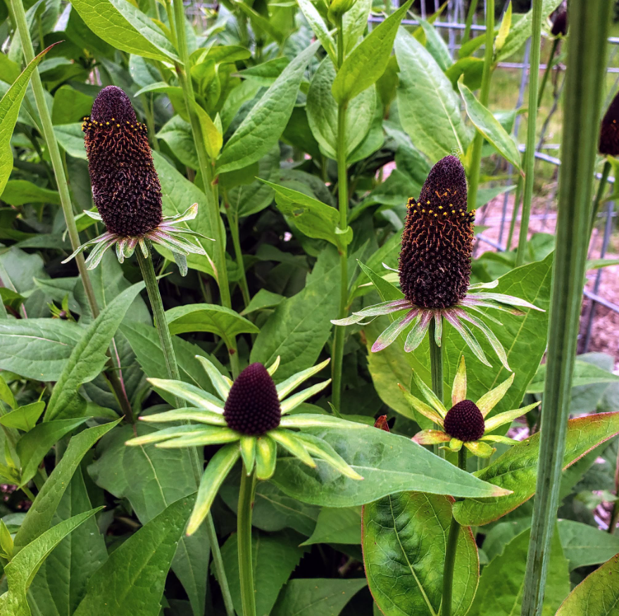 Western coneflower