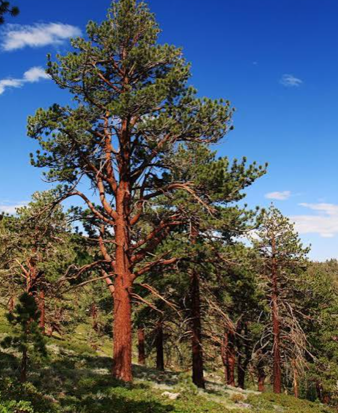 Western White Pine