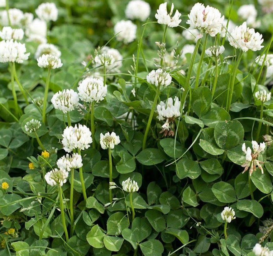 White Clover
