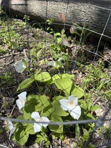 White Trillium