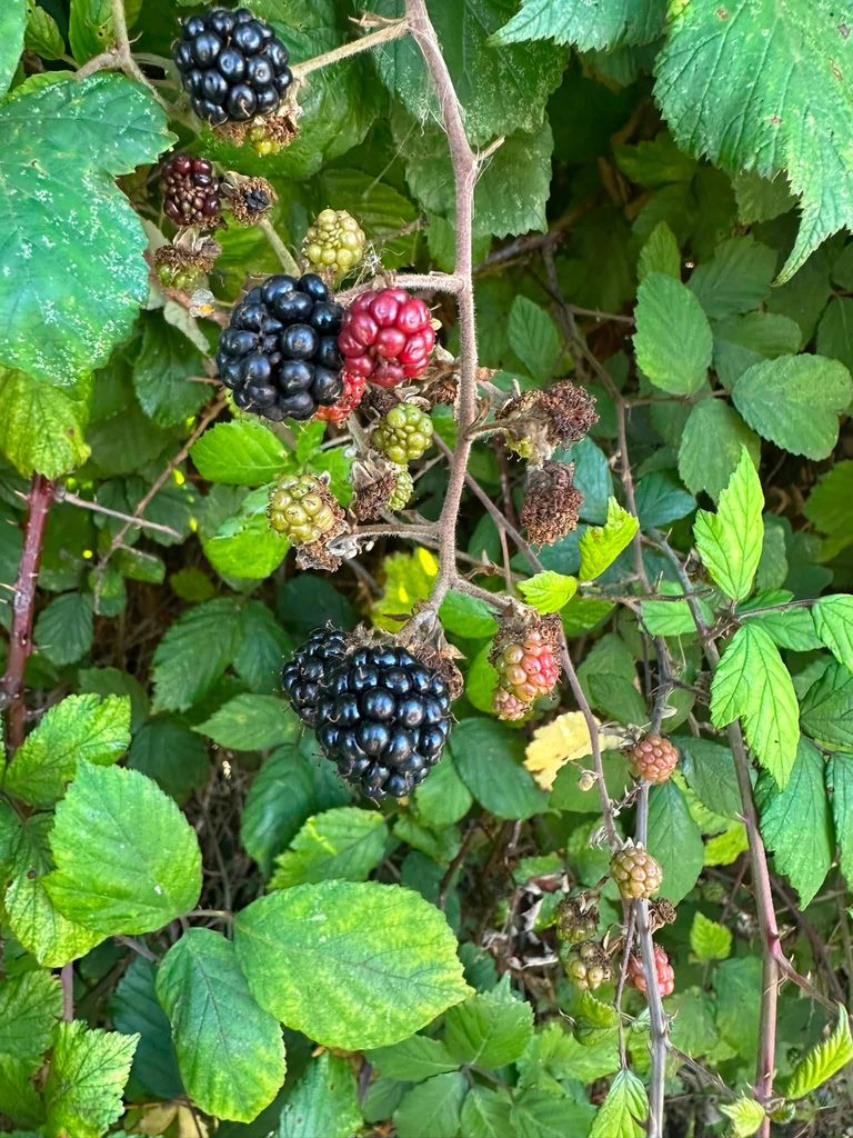 Wild blackberry