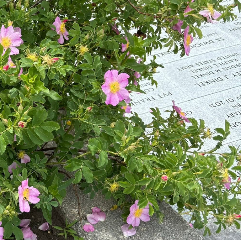 Wild Prairie Rose