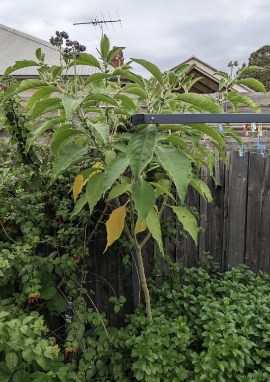 Wild tobacco