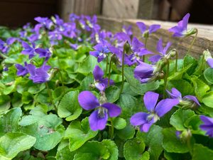 Wood Violet