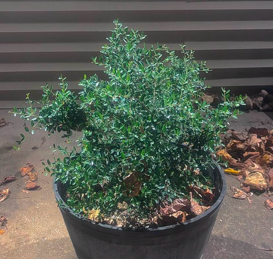 Yaupon Holly