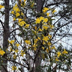 Yellow Jessamine
