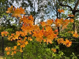 flame azalea