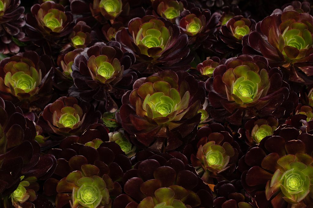 Aeonium arboreum