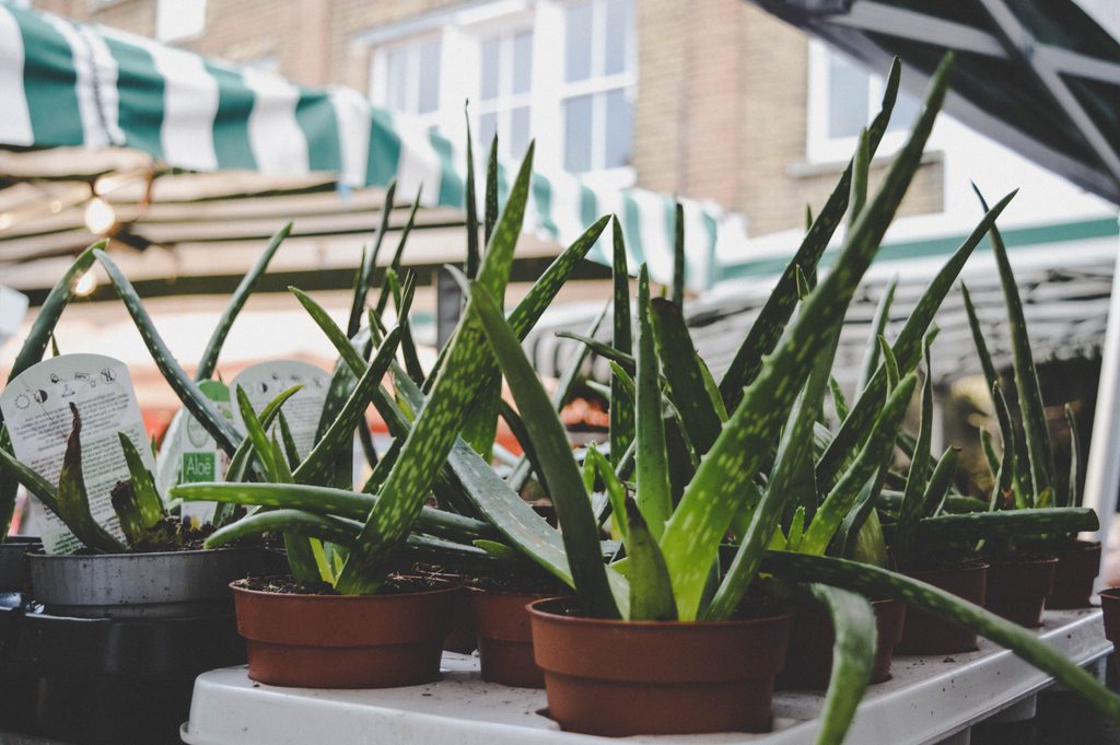 Aloe plants