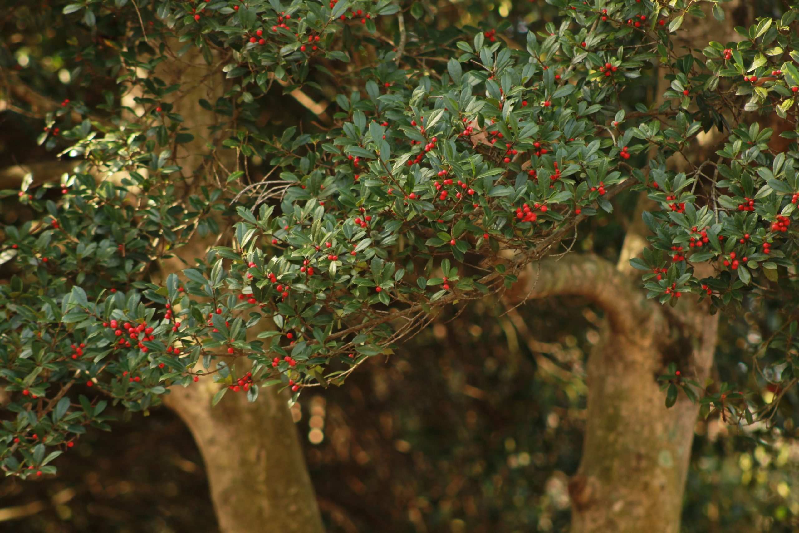American holly