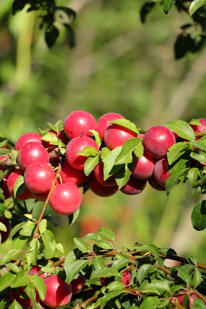 American Plums