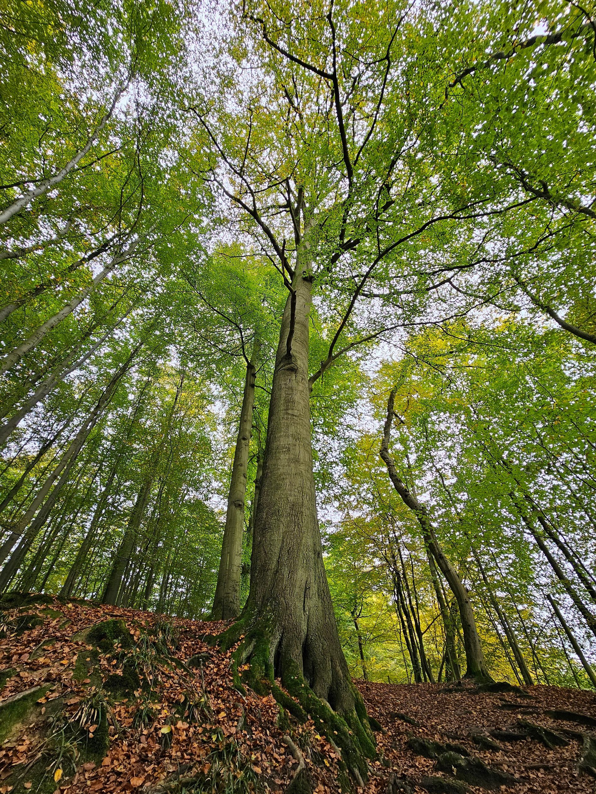 American Beech