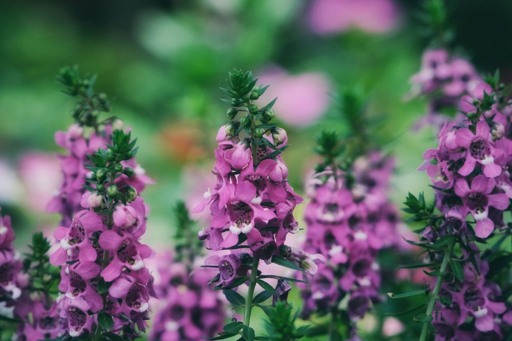 Angelonia
