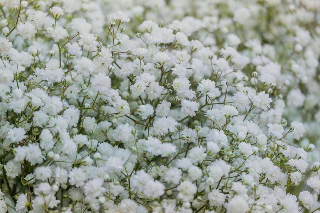 Baby's breath