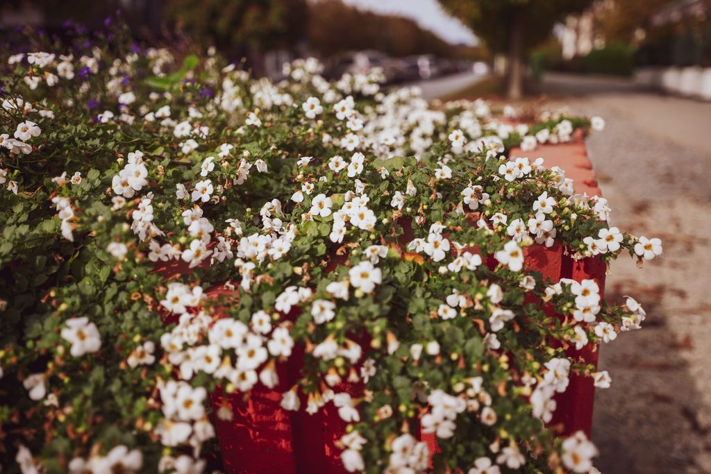 Bacopa