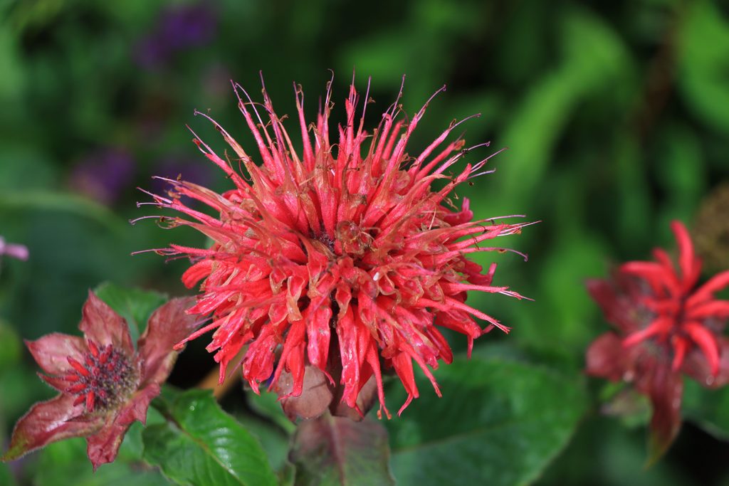 Bee Balm
