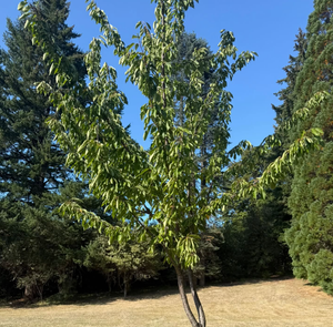 Bing cherry tree