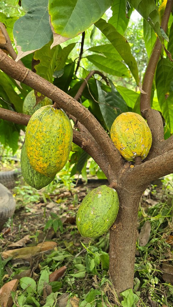 Cocoa tree