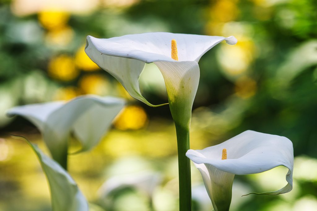 Calla Lily