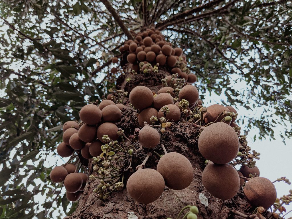 cannonball tree