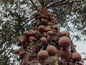 Cannonball Tree