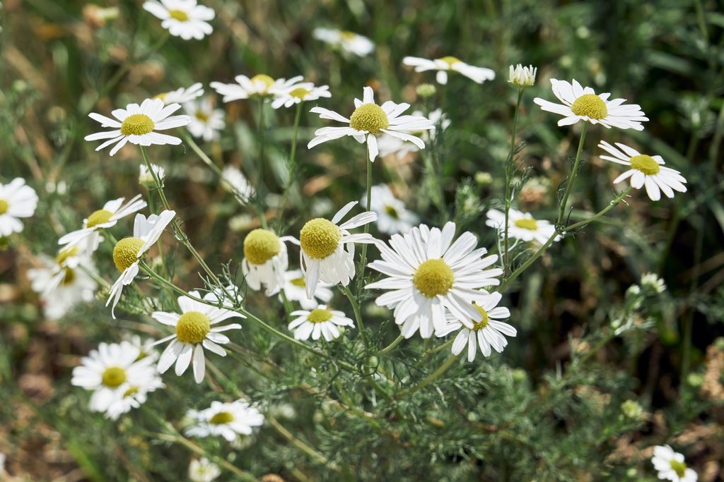Chamomile flowers