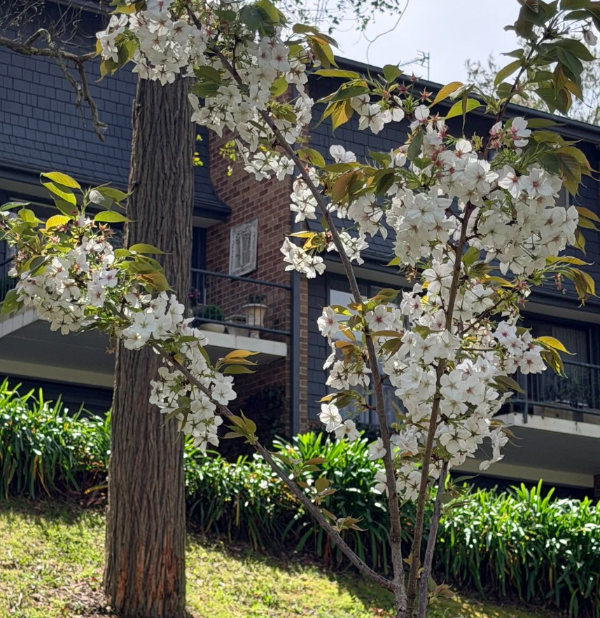 Cherry tree