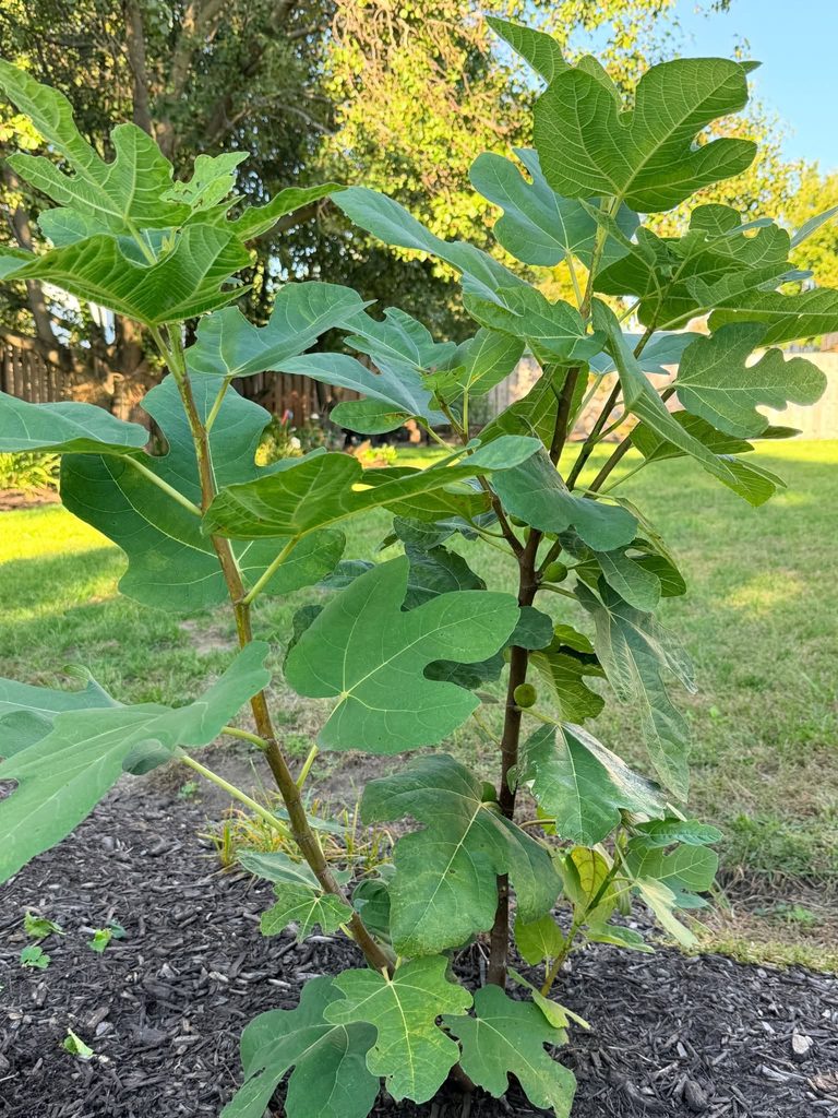 Chicago Hardy Fig Tree